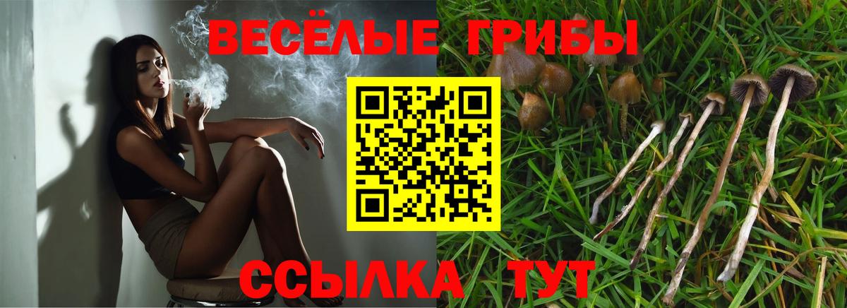 Псилоцибиновые грибы Psilocybe Моршанск